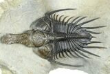 Spiny Psychopyge Trilobite - Huge For Species #362821-2